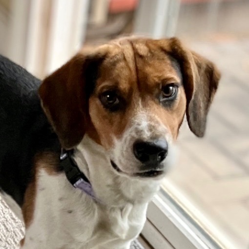 Buddy, an adopted Beagle in Rochester, NY_image-1