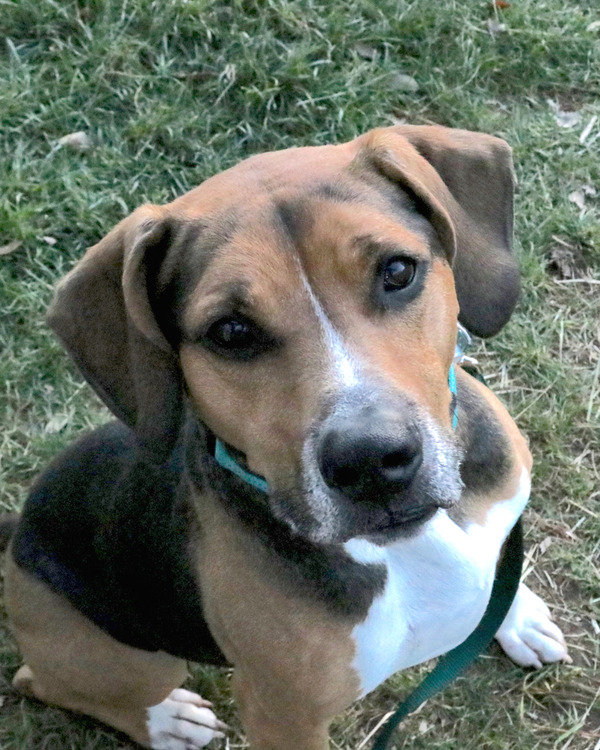 can a beagle and a bloodhound be friends