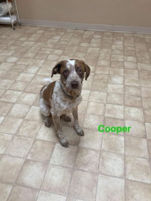 Cooper