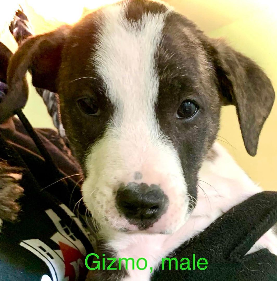 Izzy, an adoptable Mixed Breed in Georgetown, TX, 78633 | Photo Image 3