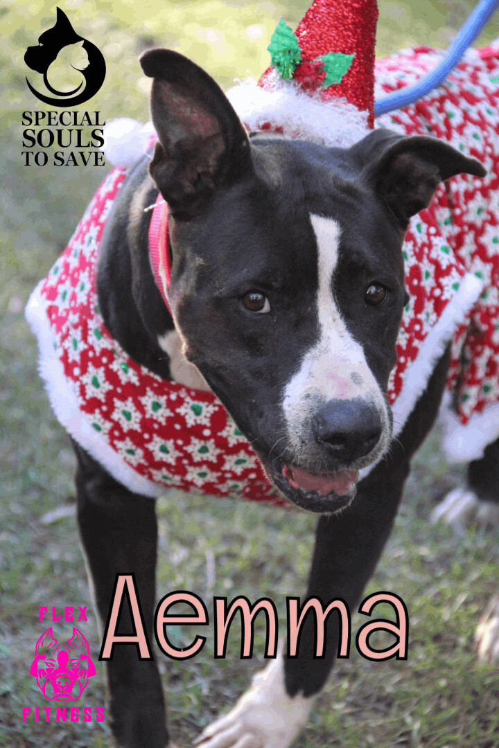 Aemma, an adoptable American Staffordshire Terrier in Fort Walton Beach, FL, 32547 | Photo Image 1