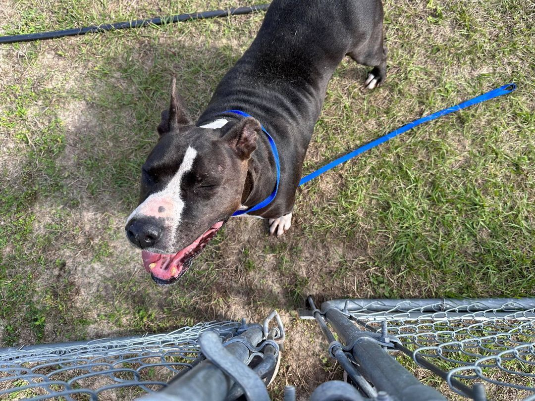 Aemma, an adoptable American Staffordshire Terrier in Fort Walton Beach, FL, 32547 | Photo Image 5