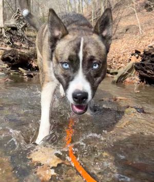 Dog for adoption - Ollie, a Hound Mix in White Oak, PA | Petfinder