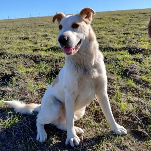 Romeo, an adoptable Labrador Retriever in San Diego, CA_image-2