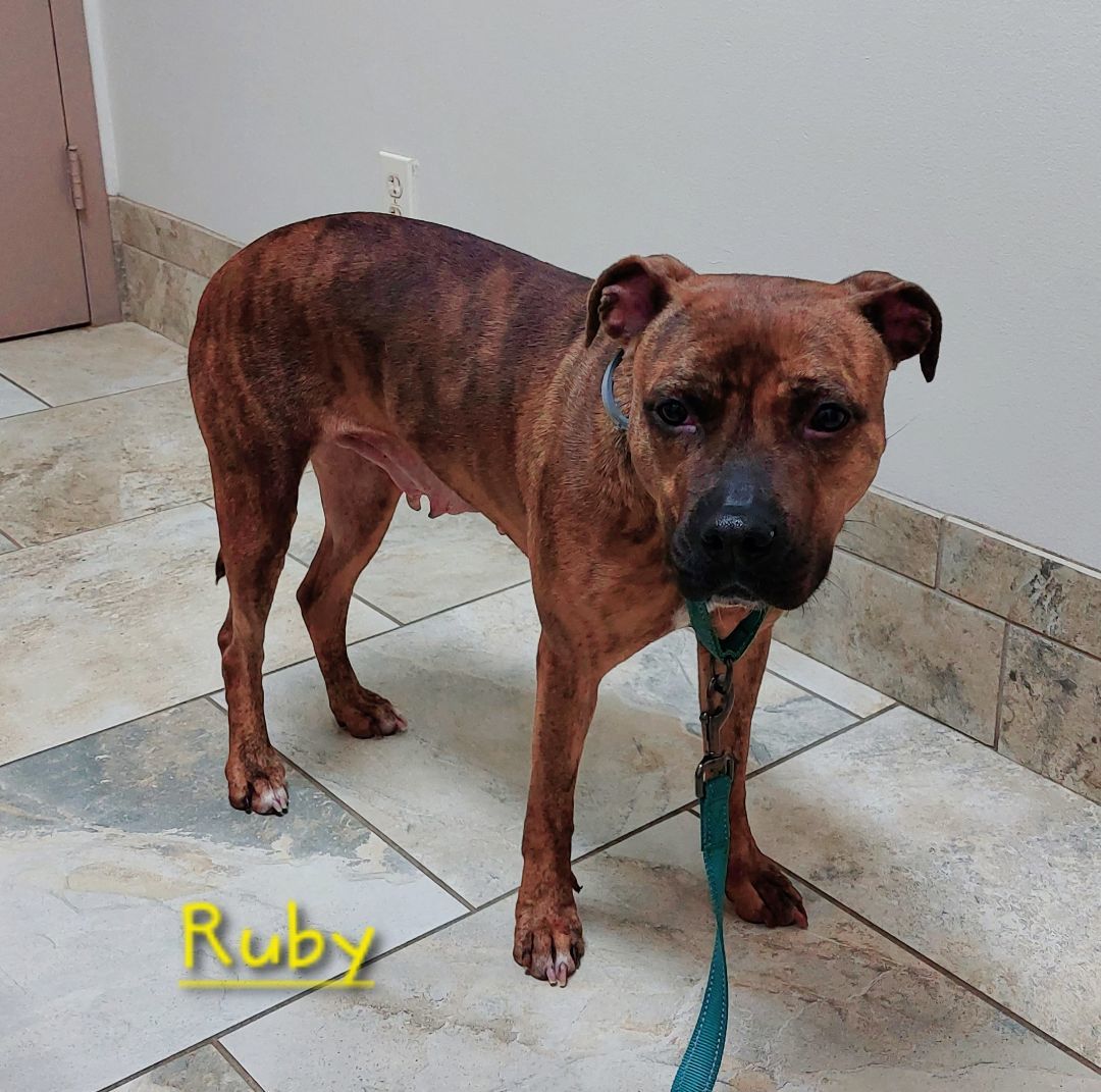 RUBY, an adoptable Pit Bull Terrier in Broadalbin, NY, 12025 | Photo Image 1