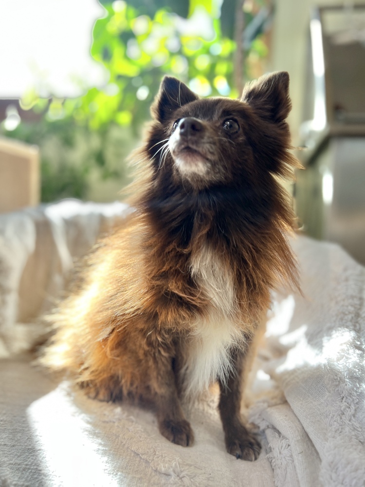 Candy, an adoptable Pomeranian in Hereford, AZ, 85615 | Photo Image 1