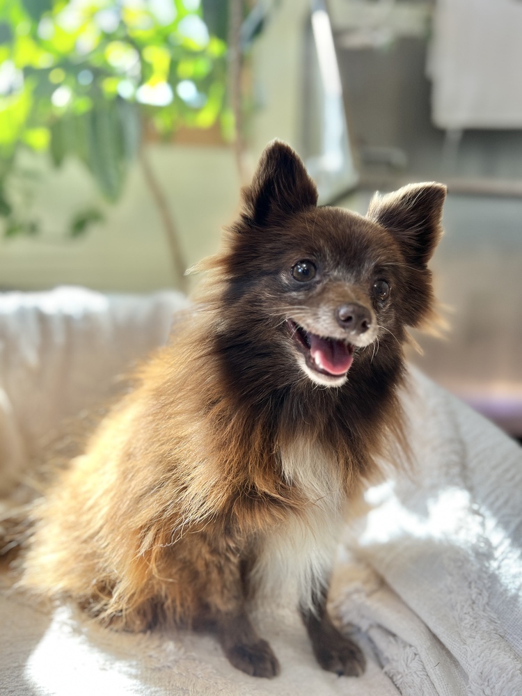 Candy, an adoptable Pomeranian in Hereford, AZ, 85615 | Photo Image 2