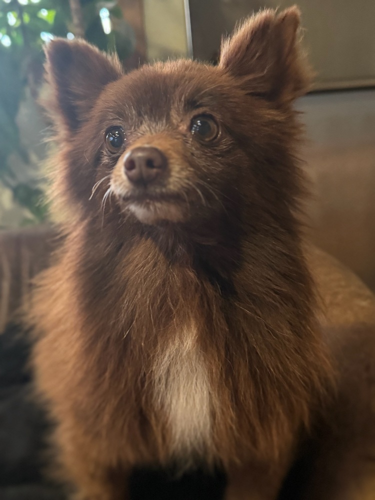 Candy, an adoptable Pomeranian in Hereford, AZ, 85615 | Photo Image 4