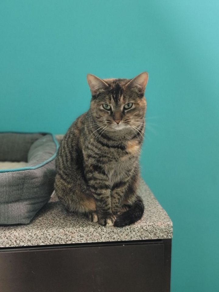Mabel, an adoptable Tabby in Columbus, OH_image-2
