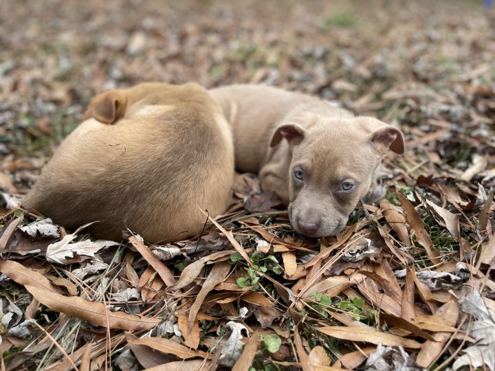 Redford (Indra's puppies), an adoptable German Shepherd Dog & American Bully Mix in Gillsville, GA_image-6