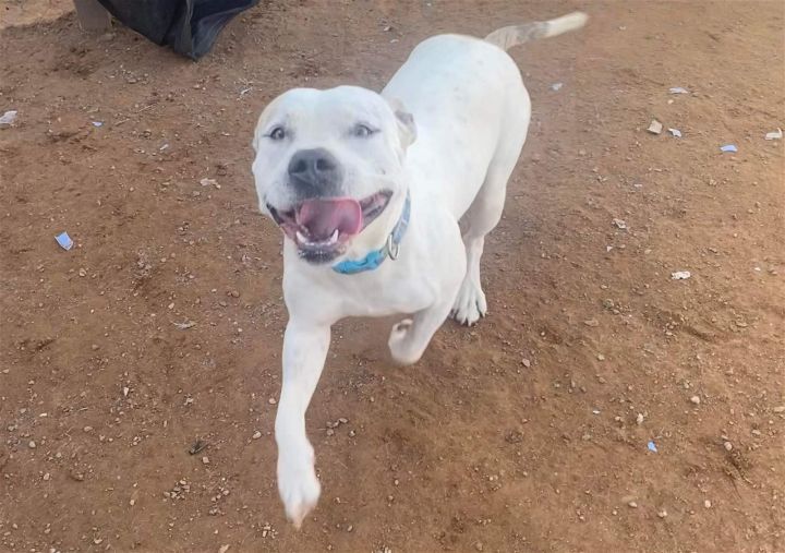 Casper, an adoptable Pit Bull Terrier Mix in Phoenix, AZ_image-1
