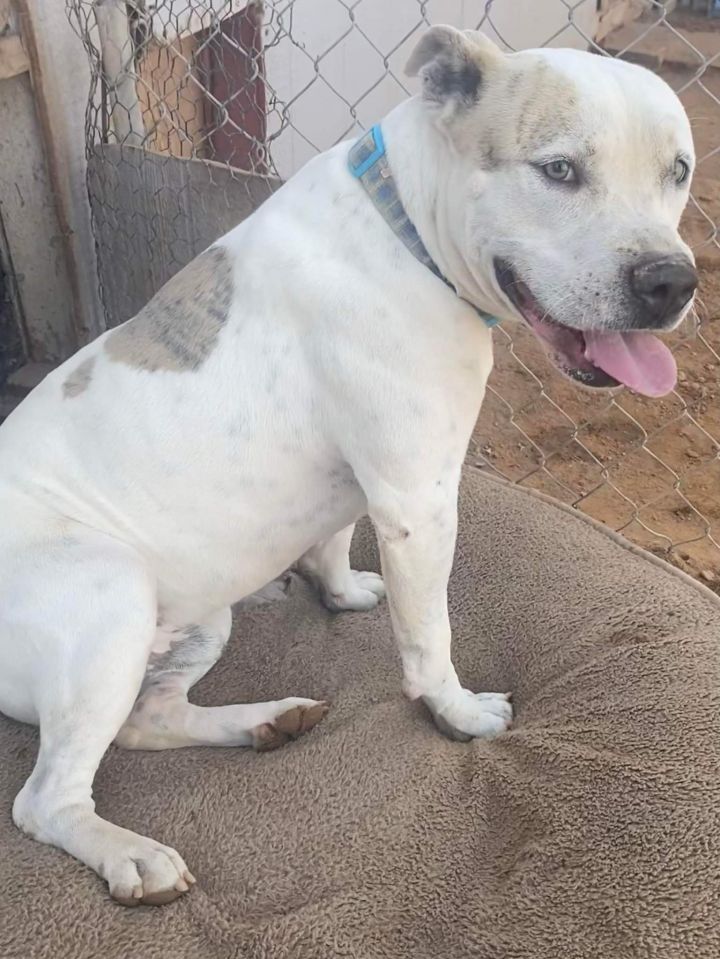 Casper, an adoptable Pit Bull Terrier Mix in Phoenix, AZ_image-2