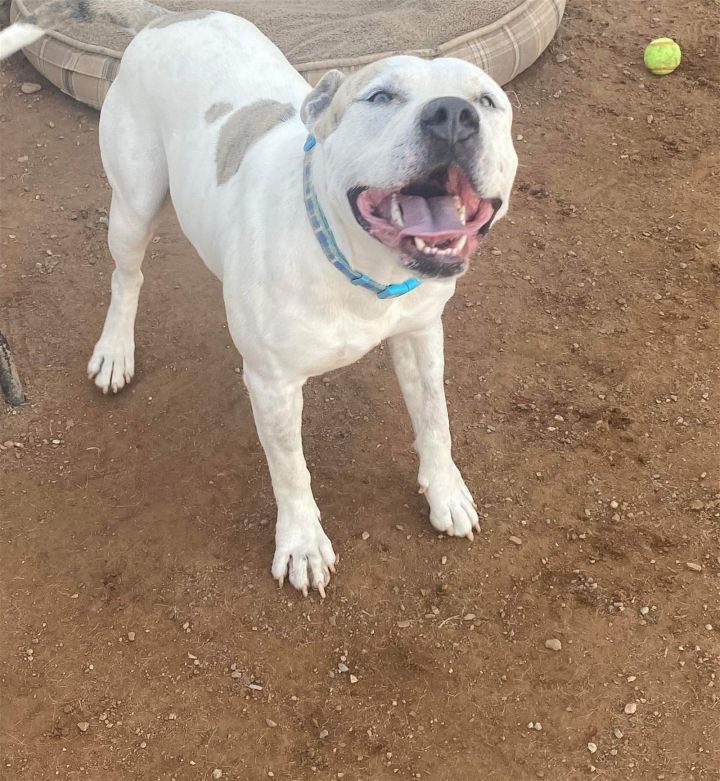 Casper, an adoptable Pit Bull Terrier Mix in Phoenix, AZ_image-3