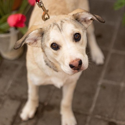 Ruby, an adoptable Husky & Terrier Mix in Maple Grove, MN_image-1