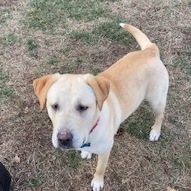 Blitz, an adoptable Yellow Labrador Retriever Mix in Springfield, MO_image-2