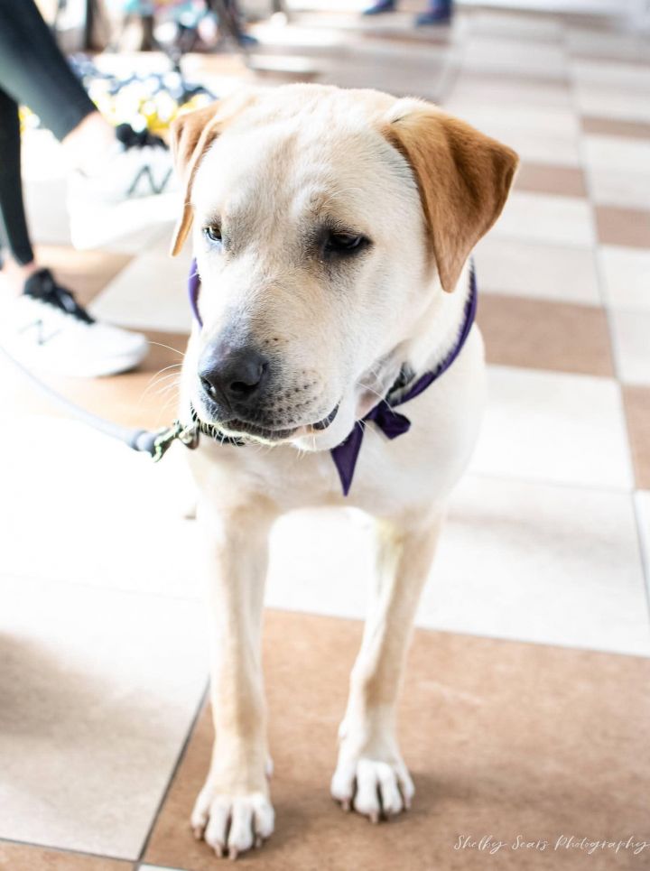 Blitz, an adoptable Yellow Labrador Retriever Mix in Springfield, MO_image-5
