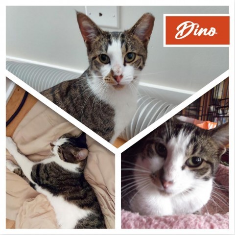 Dino, an adoptable Domestic Short Hair in Northlake, IL_image-1