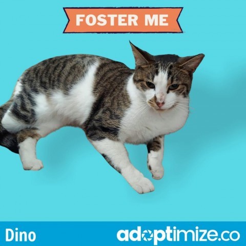 Dino, an adoptable Domestic Short Hair in Northlake, IL_image-5