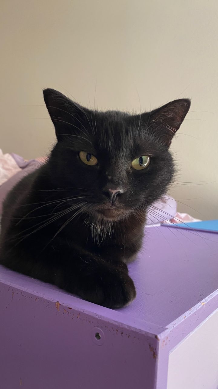 Salem 2