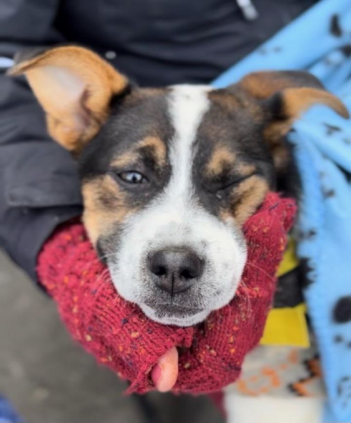 Spot , an adoptable Jack Russell Terrier & Australian Cattle Dog / Blue Heeler Mix in New York, NY_image-1
