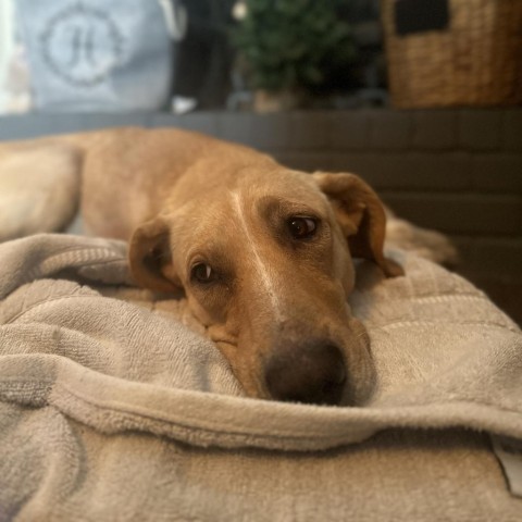 Mistletoe, an adoptable Labrador Retriever Mix in Pearland, TX_image-4