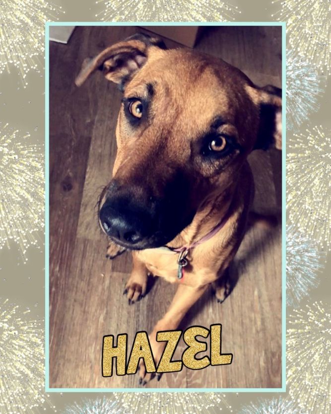 Hazel