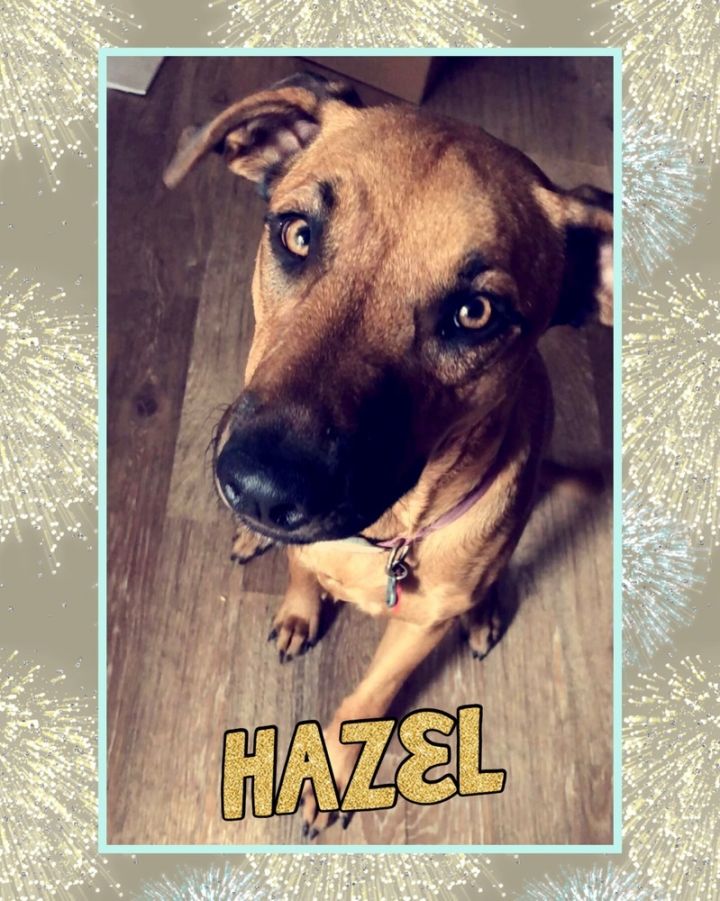 Hazel 1