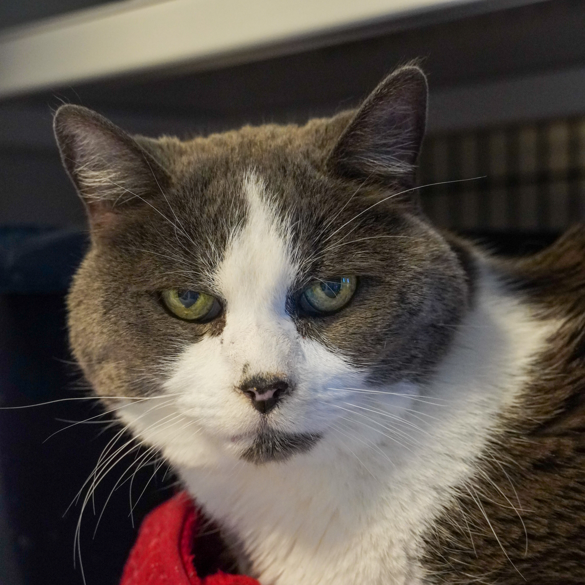 Chapman, an adoptable Domestic Short Hair in Santa Fe, NM, 87501 | Photo Image 1