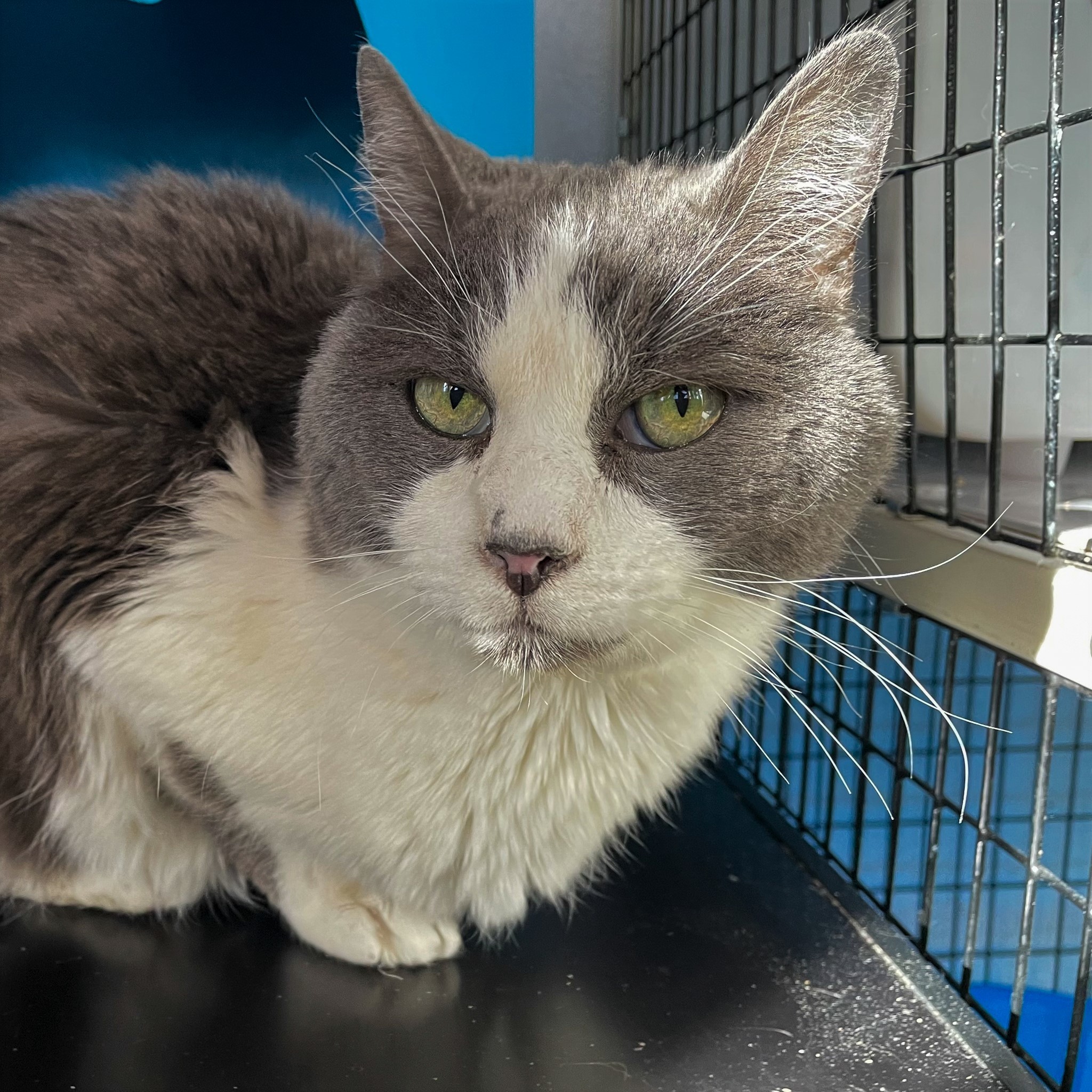 Chapman, an adoptable Domestic Short Hair in Santa Fe, NM, 87501 | Photo Image 2