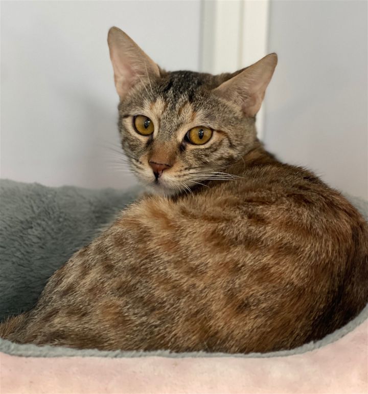 Sakura (FIV+) 1