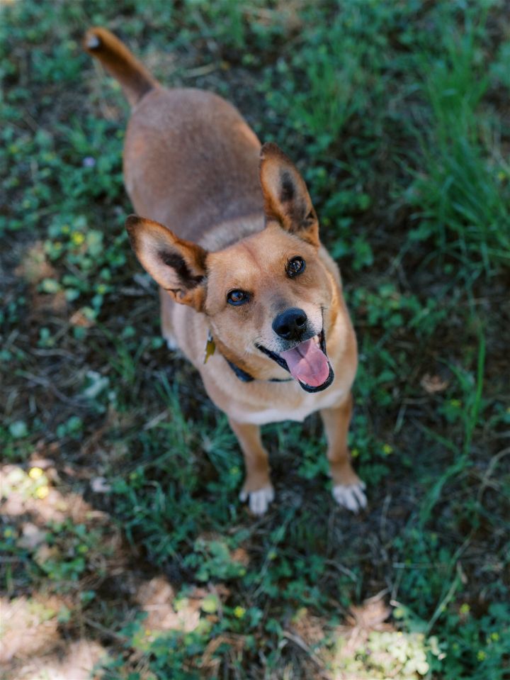 Leah, an adoptable Terrier & Shepherd Mix in Sonoma, CA_image-1