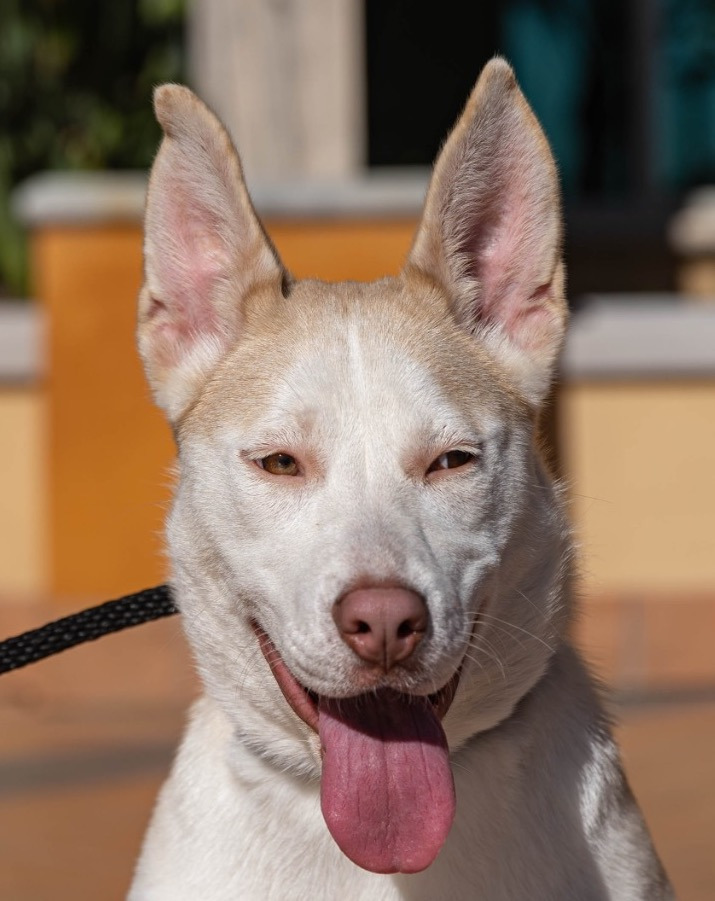 Peppermint Patti - Foster or Adopt Me!, an adoptable Retriever & Husky Mix in Lake Forest, CA_image-1