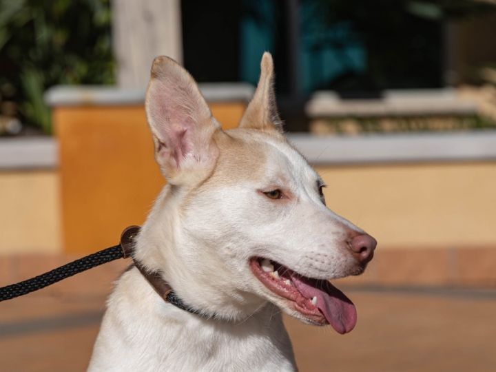 Peppermint Patti - Foster or Adopt Me!, an adoptable Retriever & Husky Mix in Lake Forest, CA_image-5