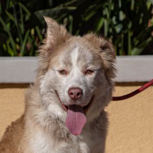 Charlie Brown - Foster or Adopt Me!