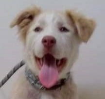 Charlie Brown - Foster or Adopt Me!, an adoptable Retriever & Husky Mix in Lake Forest, CA_image-3