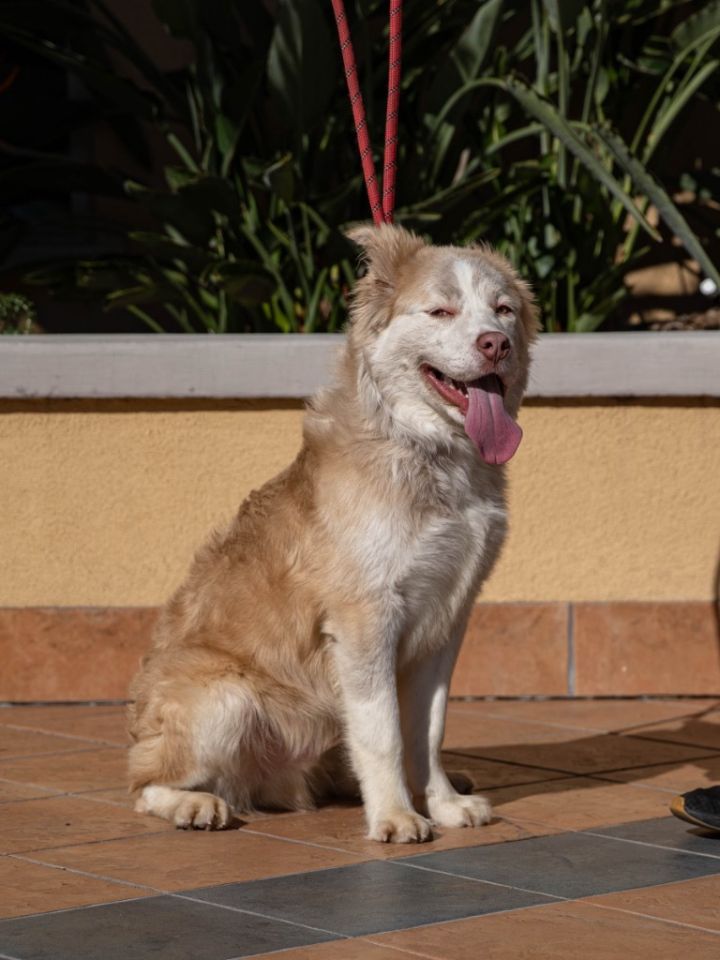 Charlie Brown - Foster or Adopt Me!, an adoptable Retriever & Husky Mix in Lake Forest, CA_image-5