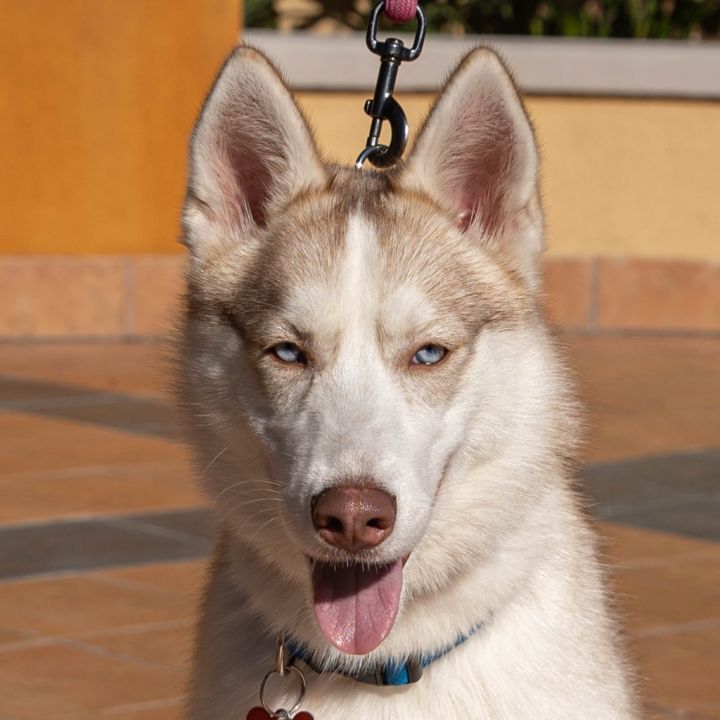 Misty - Foster or Adopt Me!, an adoptable Retriever & Husky Mix in Lake Forest, CA_image-1