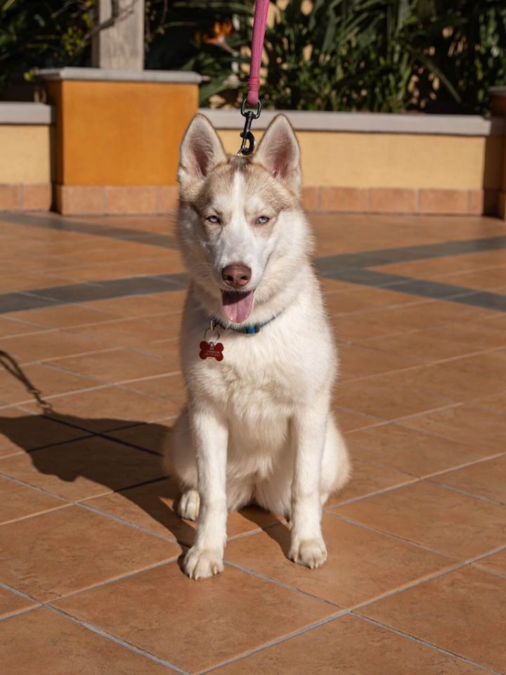 Misty - Foster or Adopt Me! 4