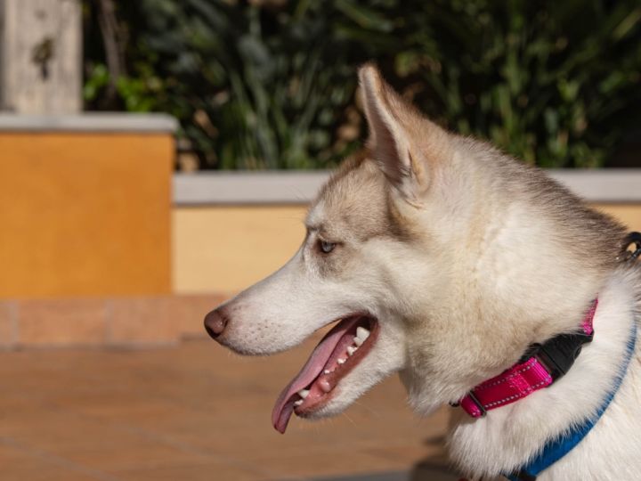 Misty - Foster or Adopt Me!, an adoptable Retriever & Husky Mix in Lake Forest, CA_image-5