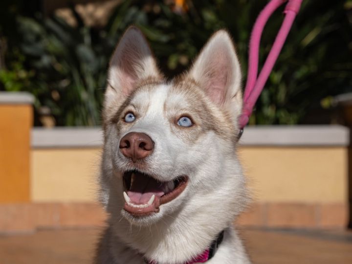 Misty - Foster or Adopt Me!, an adoptable Retriever & Husky Mix in Lake Forest, CA_image-6