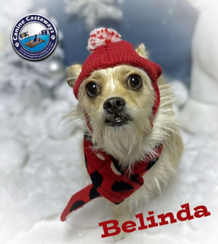 Belinda, an adoptable Cairn Terrier Mix in Arcadia, FL_image-3