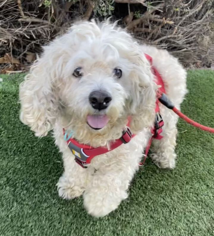 Tofu, an adoptable Poodle in los angeles, CA_image-1