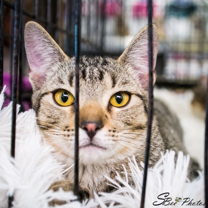 Sid, an adoptable Domestic Short Hair Mix in St. Cloud, FL_image-1