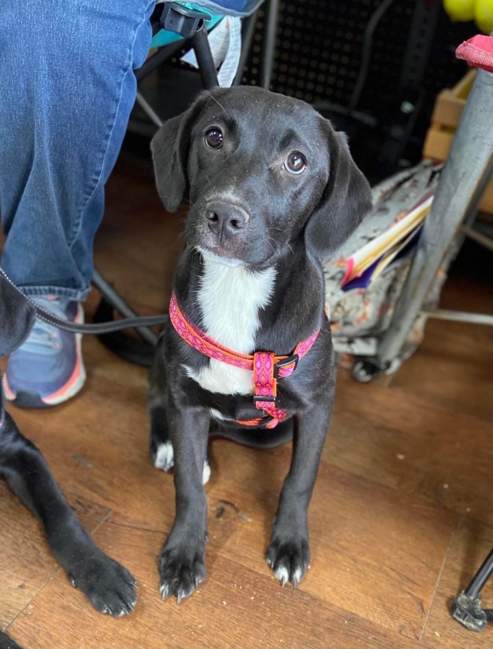 EMILY, an adoptable Labrador Retriever Mix in Tarrytown, NY_image-2