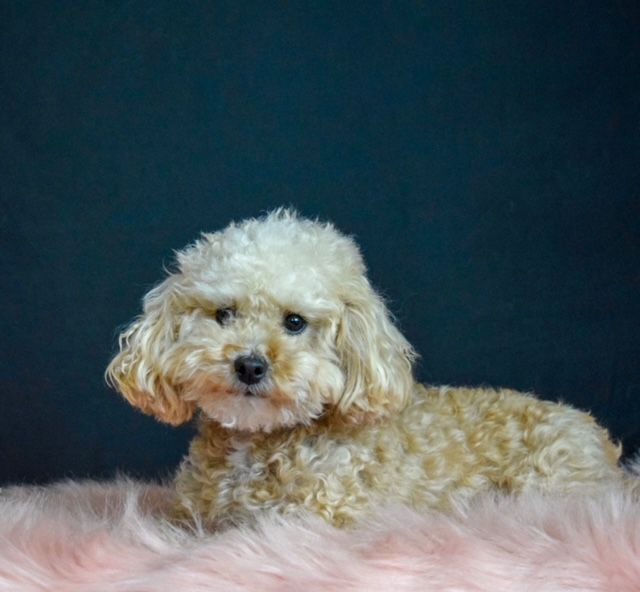 Honeybee, an adoptable Poodle in Decatur, IL_image-2