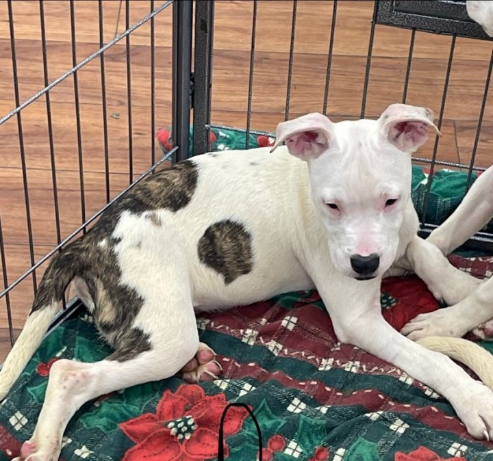 Bull terrier clearance dalmatian mix