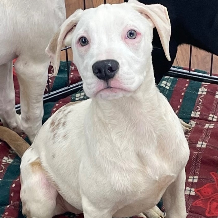 Boxer dalmatian pit store mix