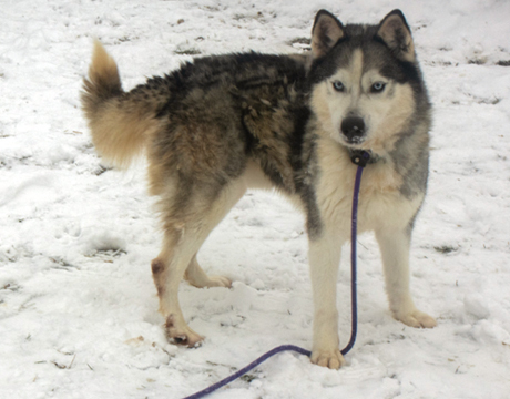 Chase, an adoptable Siberian Husky, Husky in Harvard, IL, 60033 | Photo Image 1