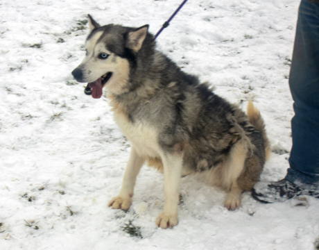 Chase, an adoptable Siberian Husky, Husky in Harvard, IL, 60033 | Photo Image 2