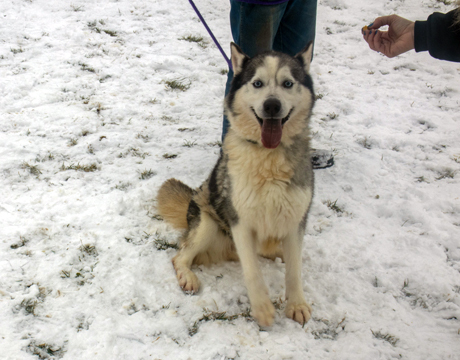 Chase, an adoptable Siberian Husky, Husky in Harvard, IL, 60033 | Photo Image 3